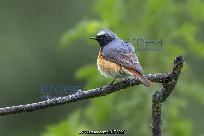 : Redstart (Phoenicurus phoenicurus) : Redstart (Phoenicurus phoenicurus)