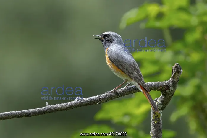 : Redstart (Phoenicurus phoenicurus) : Redstart (Phoenicurus phoenicurus)