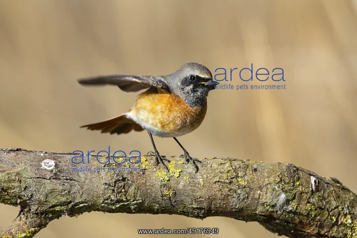 : Redstart (Phoenicurus phoenicurus) Germany : Redstart (Phoenicurus phoenicurus) Germany