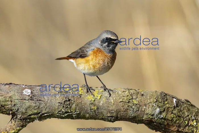 : Redstart (Phoenicurus phoenicurus) Germany : Redstart (Phoenicurus phoenicurus) Germany