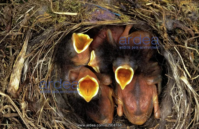  : REDSTART - YOUNG IN NEST
