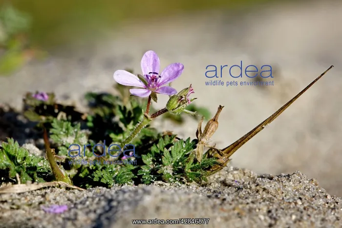 : Redstem Filaree / Common Stork's-bill - in sand : Redstem Filaree / Common Stork's-bill - in sand