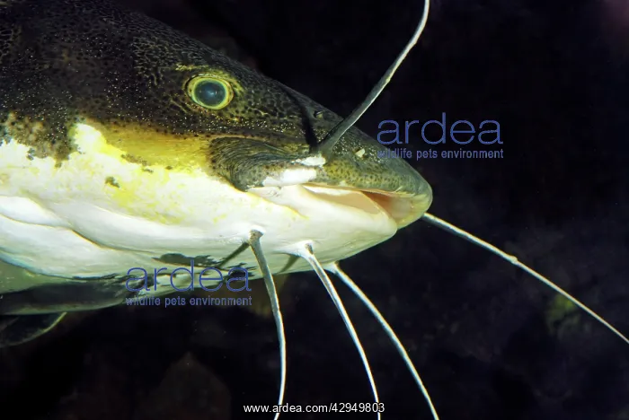 : Redtail Catfish : Redtail Catfish