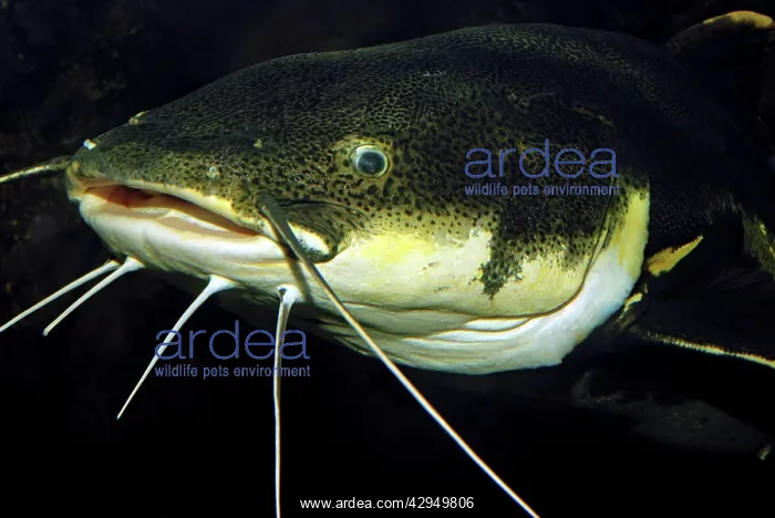 : Redtail Catfish : Redtail Catfish