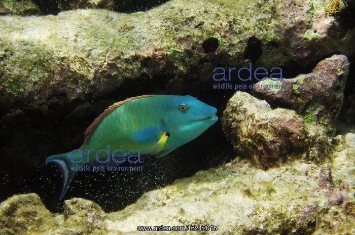 : Redtail Parrotfish (Sparisoma chrysopterum) : Redtail Parrotfish (Sparisoma chrysopterum)