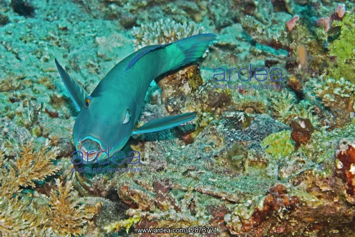 : Redtail Parrotfish - One of the most wary of parrotfishes : Redtail Parrotfish - One of the most wary of parrotfishes