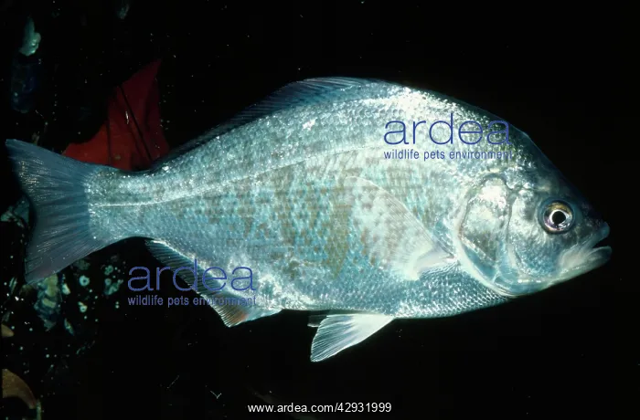 : Redtail Surfperch : Redtail Surfperch