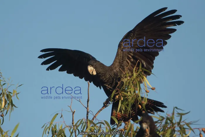 : Redtailed Black Cockatoo Landing at the top of a eucaly : Redtailed Black Cockatoo Landing at the top of a eucaly