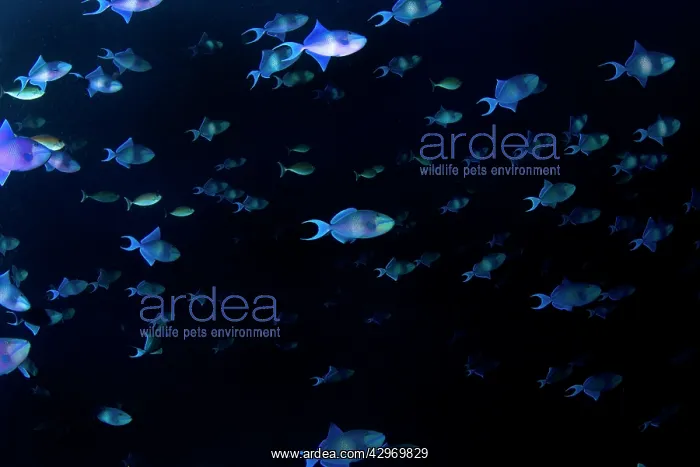 : Redtooth / Blue Triggerfish : Redtooth / Blue Triggerfish