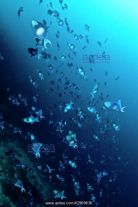 : Redtooth / Blue Triggerfish : Redtooth / Blue Triggerfish