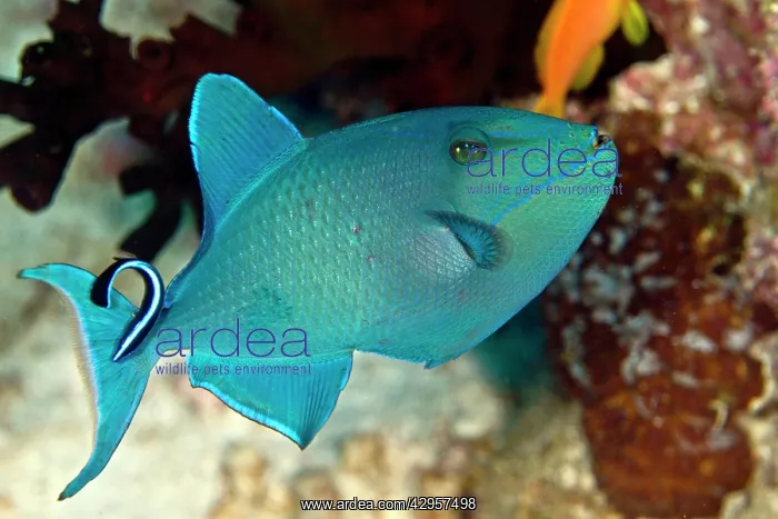 : Redtooth / Red-toothed Triggerfish - being cleaned : Redtooth / Red-toothed Triggerfish - being cleaned