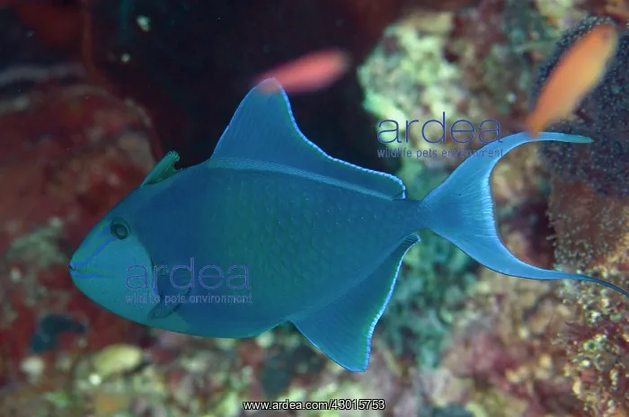 : Redtooth Triggerfish : Redtooth Triggerfish