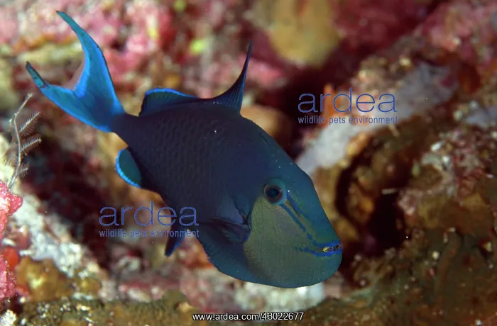  : Redtooth Triggerfish