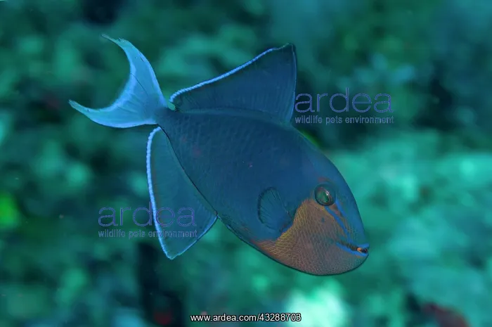 : Redtooth Triggerfish : Redtooth Triggerfish