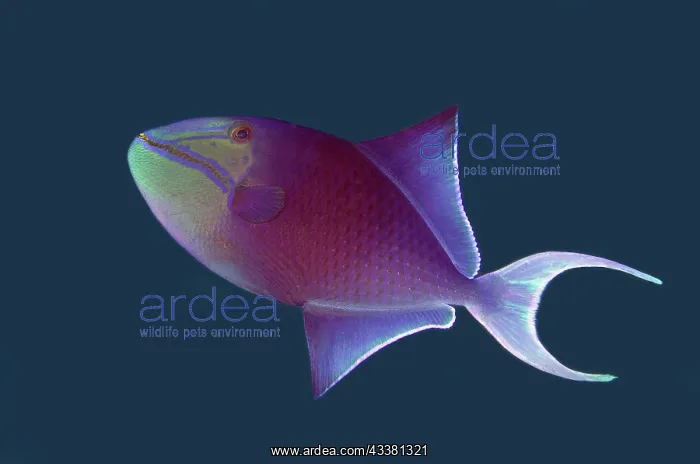 : Redtooth Triggerfish - Coral Garden dive site, Tulamben : Redtooth Triggerfish - Coral Garden dive site, Tulamben