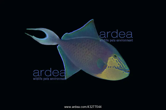 : Redtooth Triggerfish - Post 2 dive site, Menjangan Island, B : Redtooth Triggerfish - Post 2 dive site, Menjangan Island, B