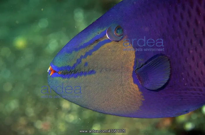 : Redtooth Triggerfish - showing red teeth - Coral : Redtooth Triggerfish - showing red teeth - Coral