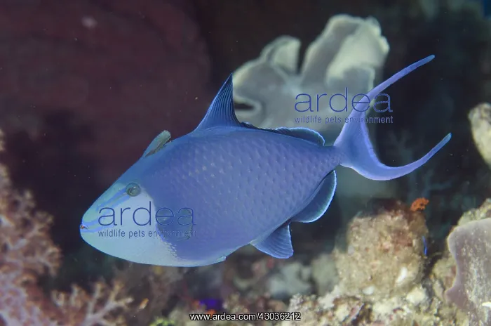 : Redtooth Triggerfish - Yilliet Kecil dive site : Redtooth Triggerfish - Yilliet Kecil dive site