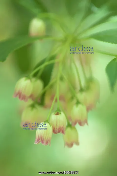: Redveinenkianthus : Redveinenkianthus