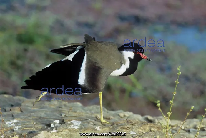 : Redwattled LAPWING : Redwattled LAPWING