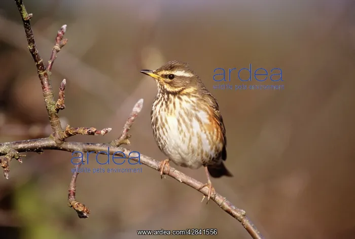  : REDWING (Turdus iliacus)