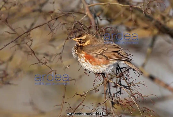 : Redwing (Turdus iliacus) resting on hawthorn, The Netherlands : Redwing (Turdus iliacus) resting on hawthorn, The Netherlands