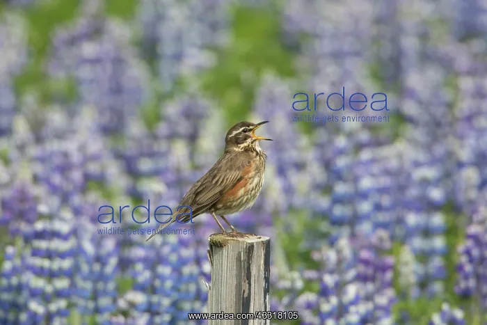  : Redwing - adult bird calling - Iceland