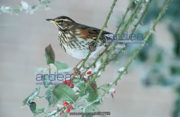 : Redwing - Adult feeding on the berries of the holly : Redwing - Adult feeding on the berries of the holly