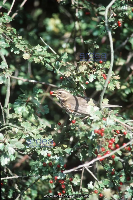 : REDWING - with berry in beak : REDWING - with berry in beak