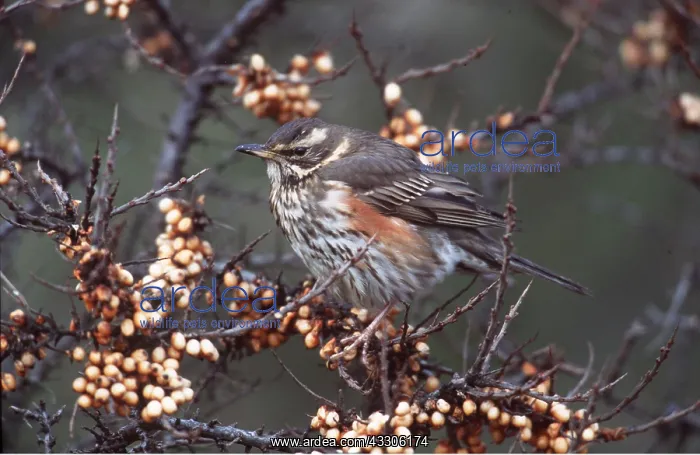 : REDWING - in berry tree : REDWING - in berry tree