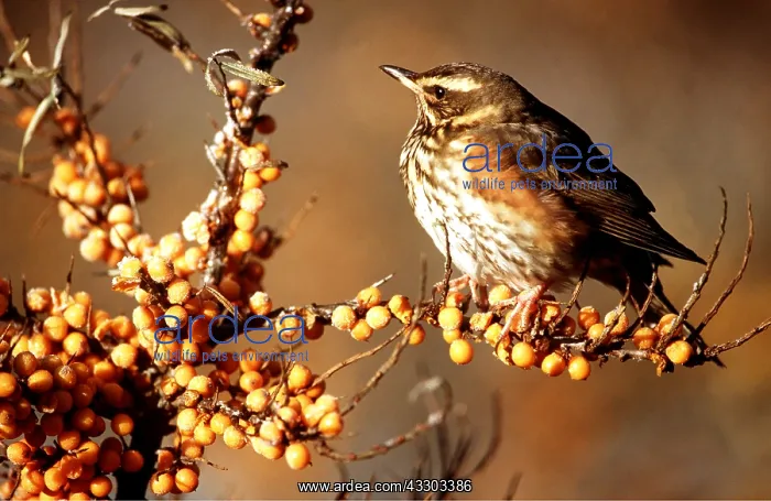 : REDWING - on branch of berries : REDWING - on branch of berries
