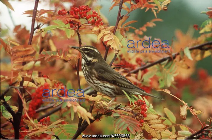 : REDWING - on branch of berries : REDWING - on branch of berries