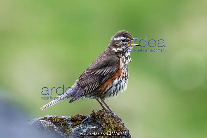 : Redwing - Calling - UK : Redwing - Calling - UK