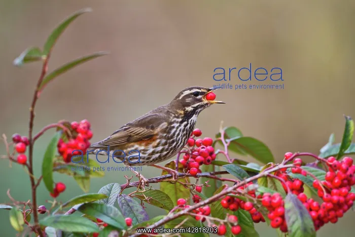 : Redwing - eating cotoneaster berries : Redwing - eating cotoneaster berries