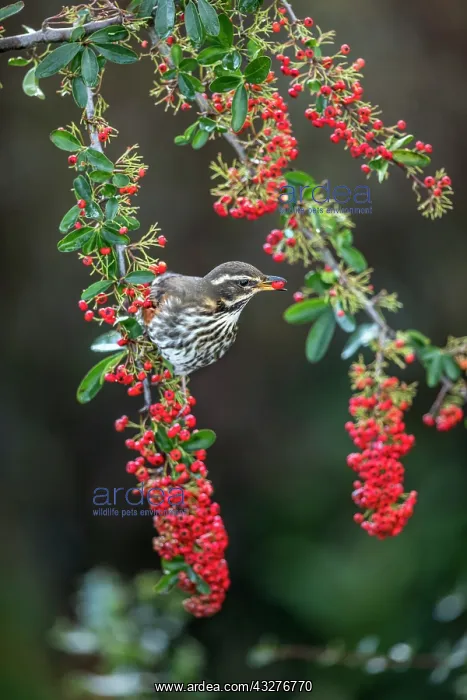 : Redwing - Eating Pyracantha Berry - UK : Redwing - Eating Pyracantha Berry - UK