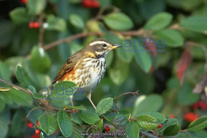 : Redwing - Feeding on Autumn Berries : Redwing - Feeding on Autumn Berries