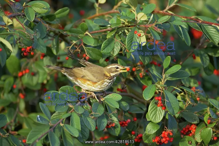 : Redwing - Feeding on Autumn Berries : Redwing - Feeding on Autumn Berries