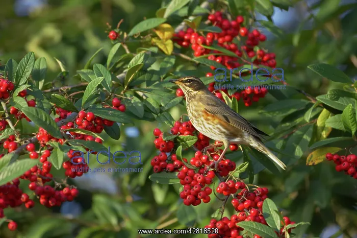 : Redwing - Feeding on Autumn Berries : Redwing - Feeding on Autumn Berries