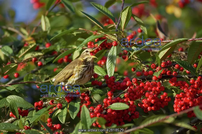 : Redwing - Feeding on Autumn Berries : Redwing - Feeding on Autumn Berries