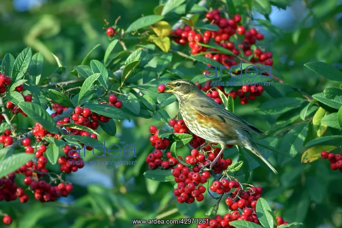 : Redwing - Feeding on Autumn Berries : Redwing - Feeding on Autumn Berries