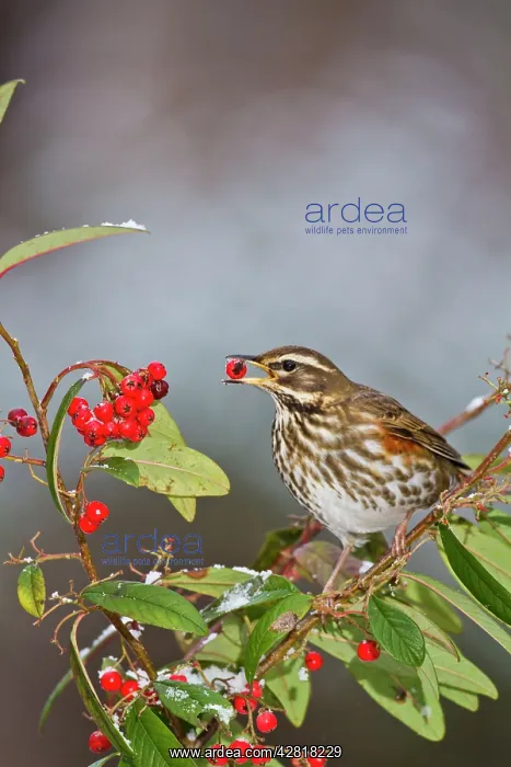 : Redwing - feeding on cotoneaster : Redwing - feeding on cotoneaster