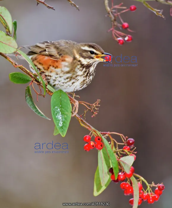 : Redwing - feeding on cotoneaster : Redwing - feeding on cotoneaster