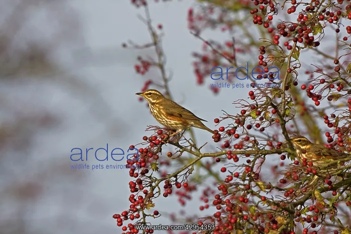 : Redwing - Feeding on hawthorn berries : Redwing - Feeding on hawthorn berries