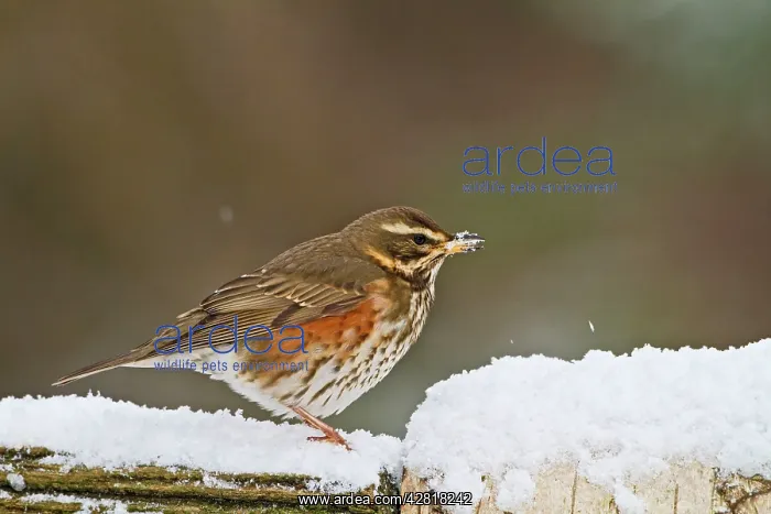 : Redwing - on fence in snow : Redwing - on fence in snow