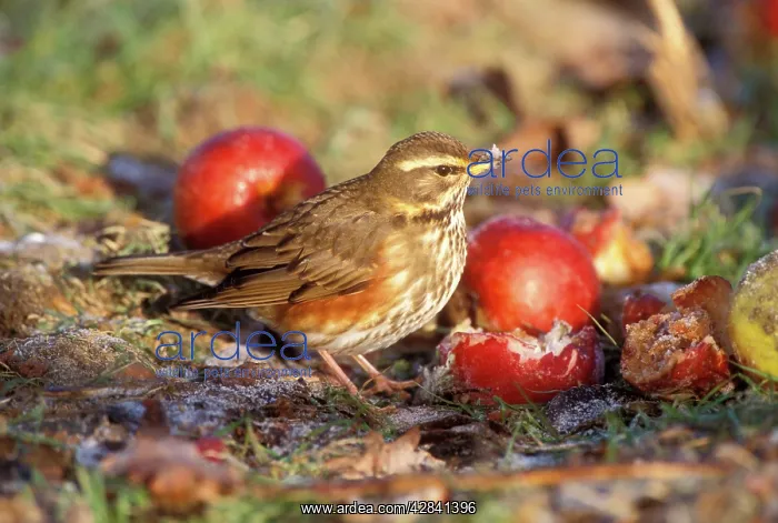 : REDWING - on ground by apples : REDWING - on ground by apples