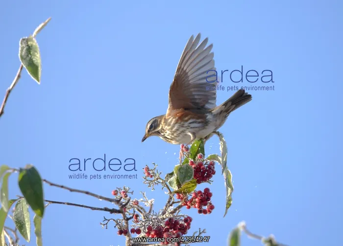  : Redwing perched on branch covered in red berries and snow