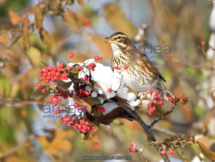 : Redwing perched on branch covered in red berries and snow : Redwing perched on branch covered in red berries and snow