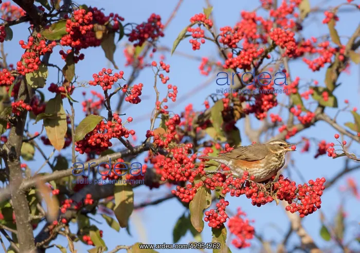 : Redwing - perched on branch eating red berries : Redwing - perched on branch eating red berries