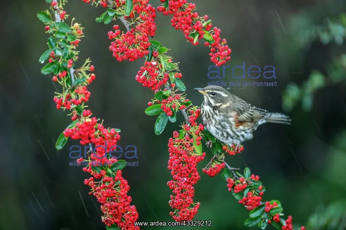 : Redwing - on Pyracantha - In Rain - UK : Redwing - on Pyracantha - In Rain - UK