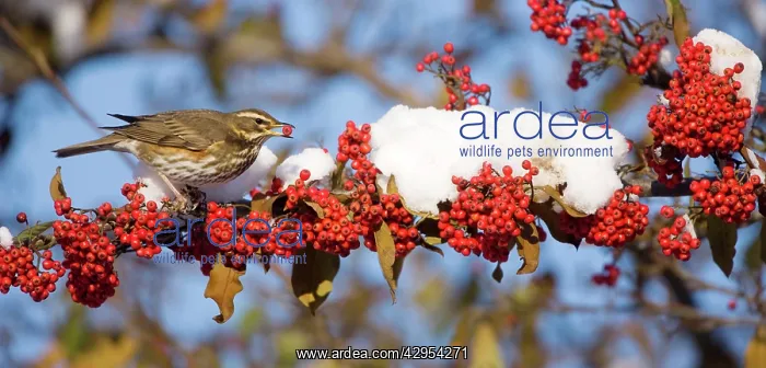 : Redwing - with red berry in mouth - perched on : Redwing - with red berry in mouth - perched on